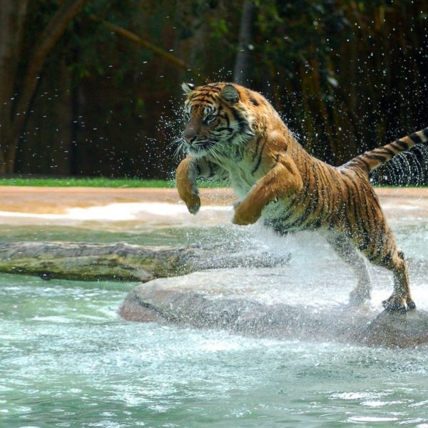 2022 Водяной Тигр
